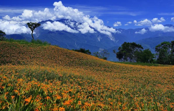 Picture field, clouds, landscape, flowers, mountains