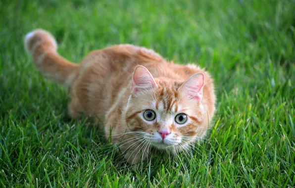Picture cat, summer, grass, cat, look, face, nature, pose