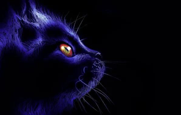 Picture cat, mustache, look, night