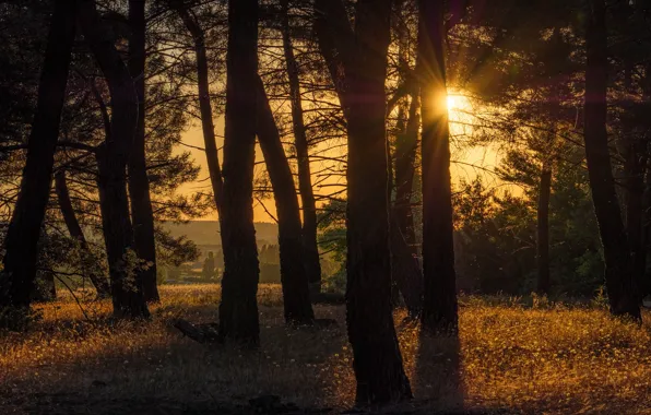 Forest, the sun, light, trees, sunset, branches, fog, the evening