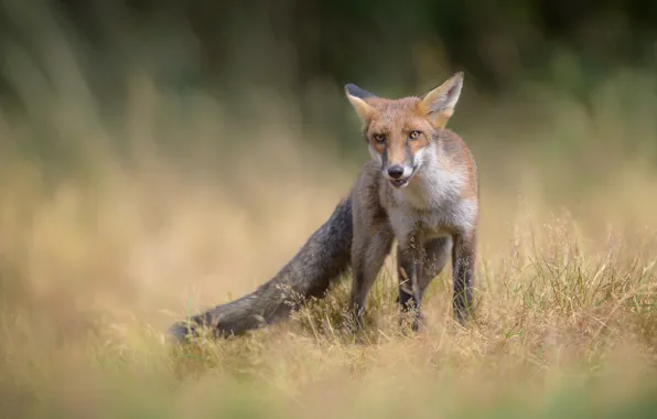 Field, grass, look, face, nature, pose, glade, spikelets