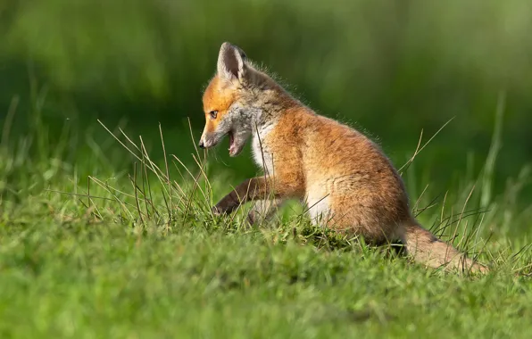Picture grass, pose, glade, sitting, Fox