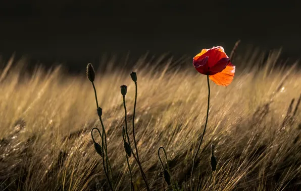Field, flower, light, red, Mac, rye, Maki, ears