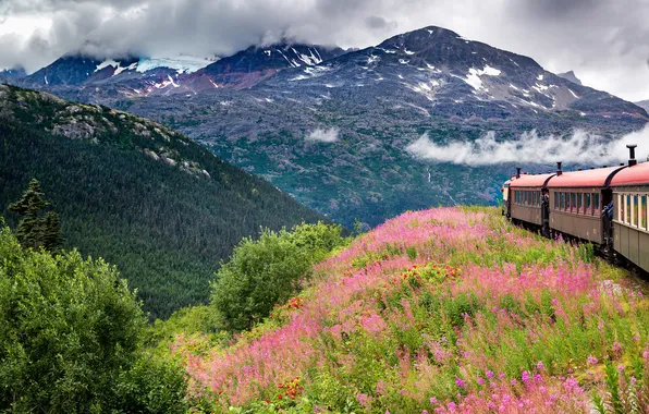 Field, flowers, mountains, hills, the slopes, train, railroad, Ivan-tea