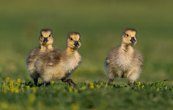 Grass, walk, trio, ducklings, Chicks, bokeh, the goslings