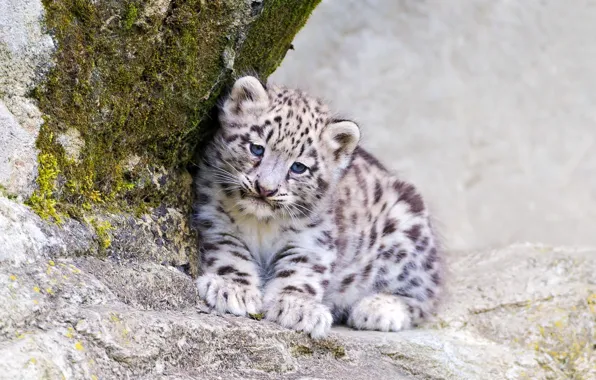 Look, predator, IRBIS, snow leopard, kitty