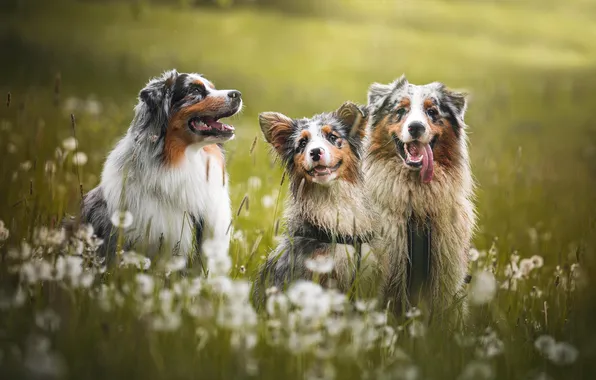 Field, dogs, look, nature, pose, dog, dandelions, trio