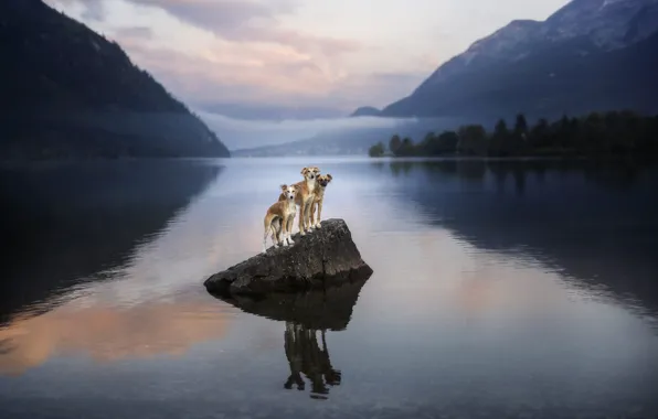 Forest, dogs, mountains, nature, pose, fog, stone, dog