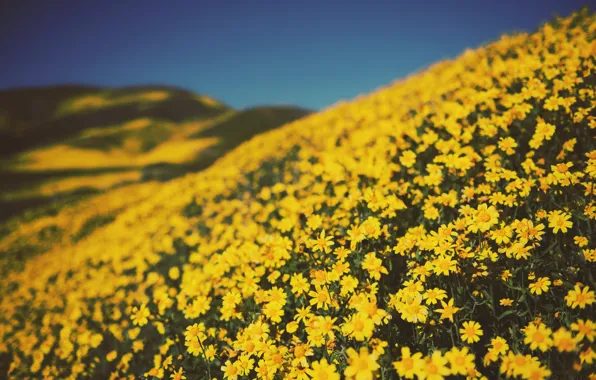 Flowers, Nature, Field, Yellow, Plant, Plants, Nature, Flowers