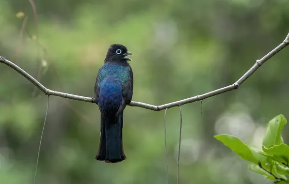 Macro, bird, sitting on a branch, Fernando Burgalin Sequeira, Black-headed Trogon, The Black-headed Dragon, Trogon …