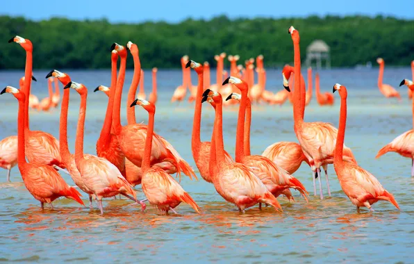 Picture birds, pink, Flamingo, in the water