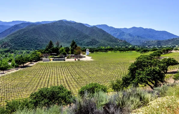 Picture field, forest, trees, mountains, CA, vineyard, USA, plantation