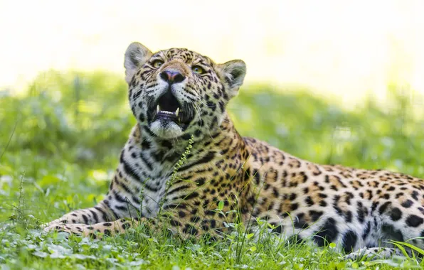 Picture cat, summer, grass, Jaguar, ©Tambako The Jaguar
