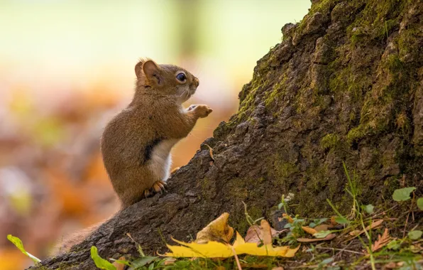 Autumn, leaves, background, tree, protein, trunk, profile, bark