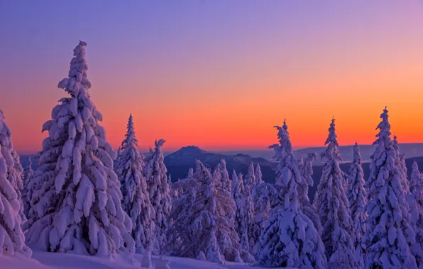 Picture winter, snow, trees, landscape, sunset, mountains, nature, the evening