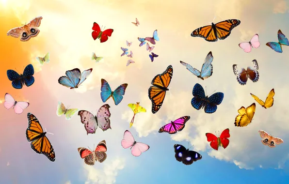 The sky, clouds, butterfly, collage