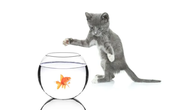 Picture cat, cat, aquarium, goldfish, white background, kitty