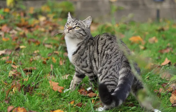 Autumn, cat, cat, pose