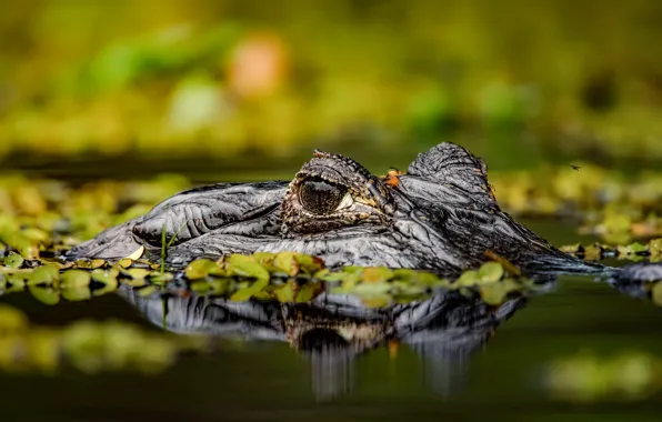 Face, crocodile, pond
