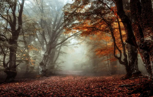 Picture autumn, forest, branches, fog, foliage, trunk, alley