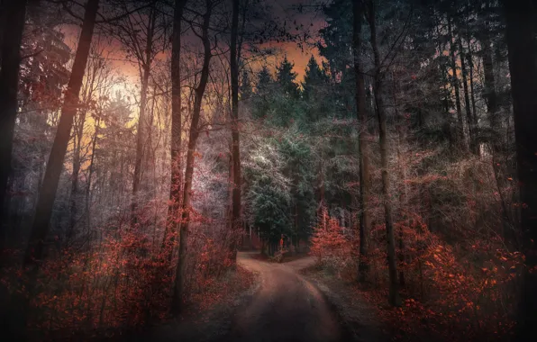 Picture autumn, forest, nature