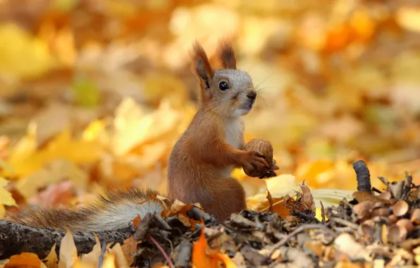 Autumn, look, leaves, nature, pose, foliage, walnut, protein