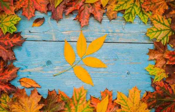 Picture autumn, leaves, background, colorful, rainbow, maple, wood, autumn