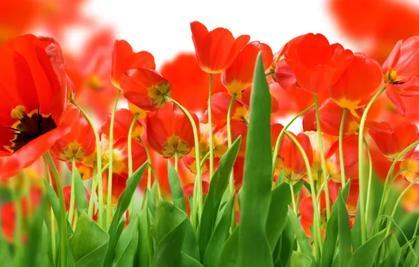 Greens, Field, red, tulips
