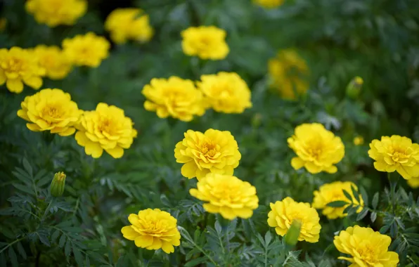Flowers, yellow, nature, flowering, marigolds