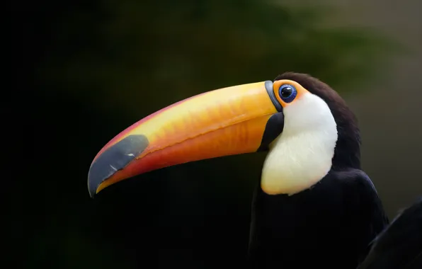Picture bird, beak, Toucan