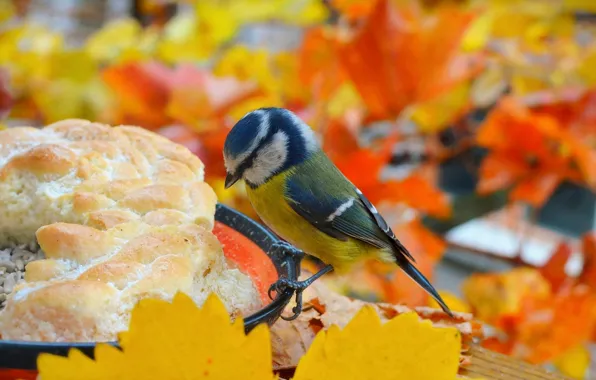 Autumn, Bird, Autumn, Bird