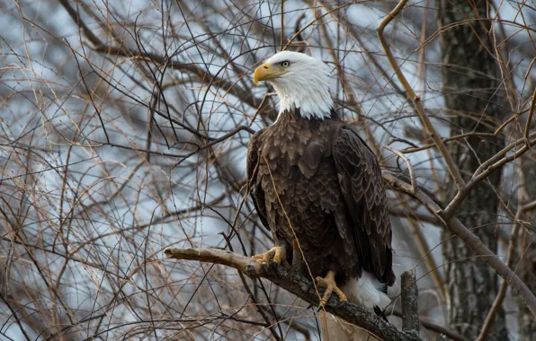 Branches, tree, bird, eagle, eagle, bald eagle