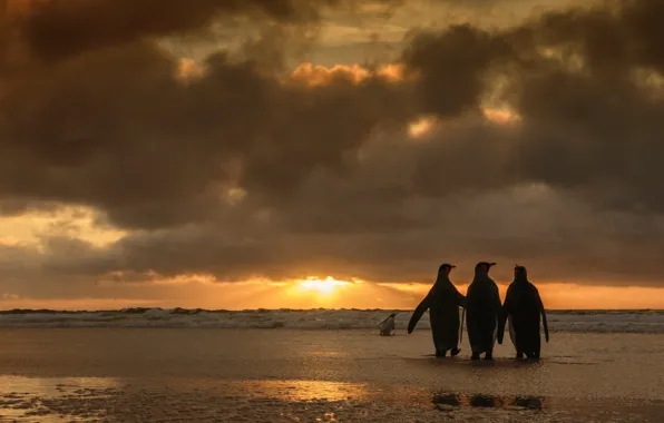 Sea, wave, beach, the sky, clouds, light, sunset, birds