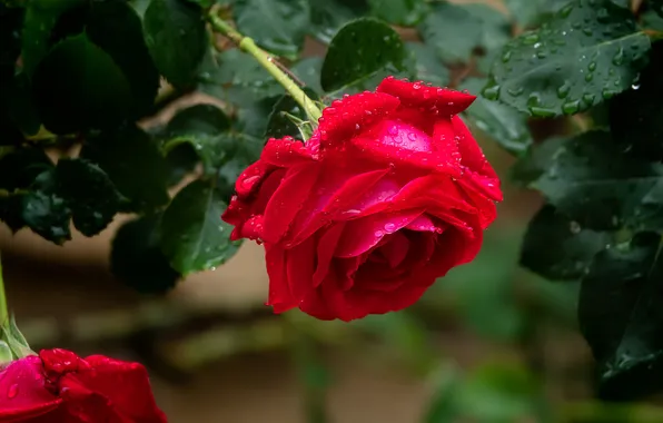 Flower, leaves, drops, macro, rose, red, bokeh, bright