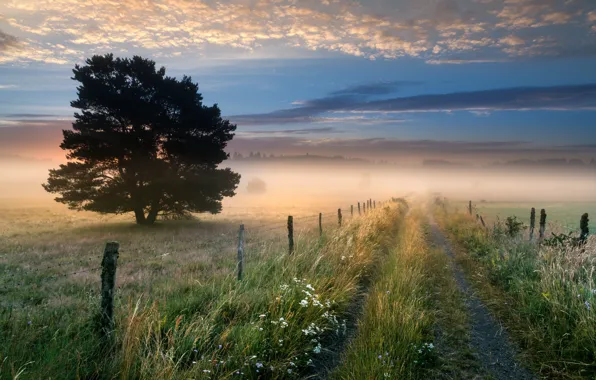 Field, fog, morning