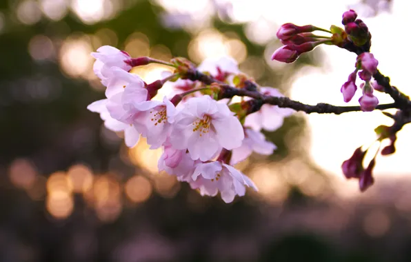 Macro, light, flowers, nature, cherry, glare, branch, spring