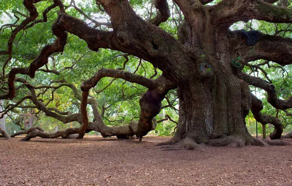 Picture trees, South Carolina, USA, Angel OK, Isle Jones