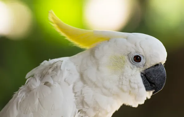 Picture bird, parrot, crest, Big jeltuhay cockatoo, cockatoo