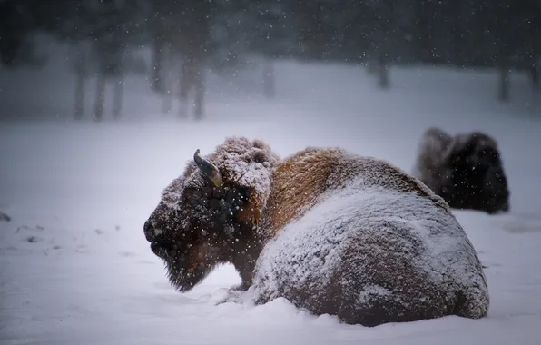 Picture winter, snow, Buffalo