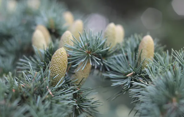 Picture Macro, Spruce, Bumps
