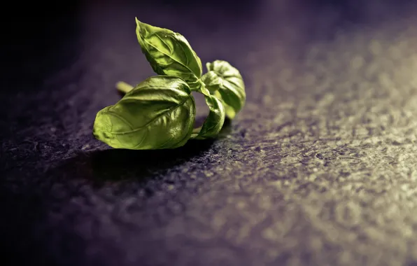 Leaves, plant, photographer, spice, Basil, markus spiske