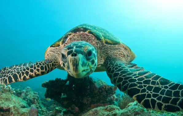 Picture sea, the ocean, turtle, head