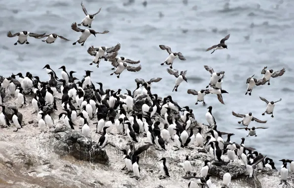 Picture nature, bird, colony, Common Murre