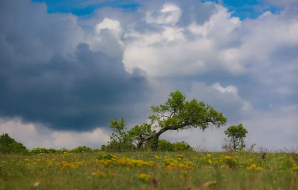 Field, the sky, tree, space