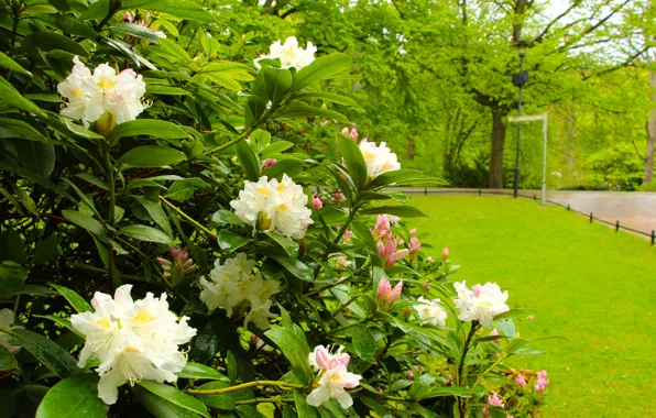 Picture flower, park, garden, bloom, azalea, rododendron
