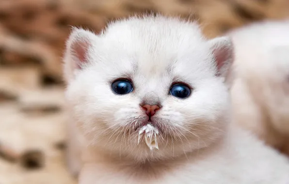 Cat, white, look, pose, kitty, portrait, baby, milk