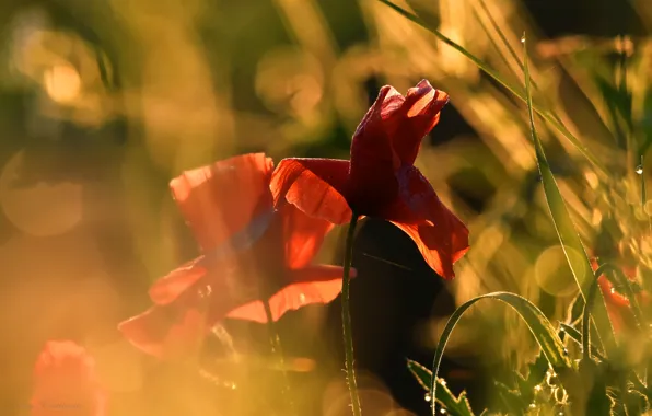 Flowers, background, Maki, red, Duo, al