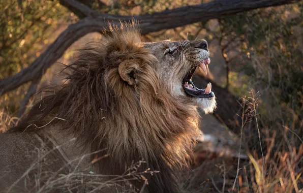 Grass, face, thickets, portrait, branch, teeth, Leo, mouth