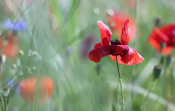 Summer, grass, light, flowers, red, background, glade, one