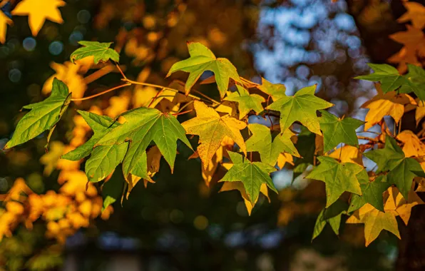 Autumn, leaves, branch, maple, maple, colorful, maple, autumn leaves